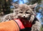 Tiger - Maine Coon Cat For Sale - Santa Maria, CA, US