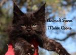 Tyler - Maine Coon Cat For Sale - Santa Maria, CA, US