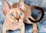 Adam - Devon Rex Cat For Sale - Brooklyn, NY, US