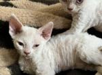 pandora - Devon Rex Kitten For Sale - 