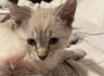 Lynx point Siamese kittens - Siamese Cat For Sale - Louisville, KY, US