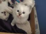 Blue Pointed Mitted Ragamuffin Kitten Male - Ragamuffin Cat For Sale - Janesville, WI, US