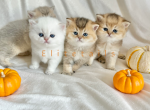 British shorthaired litter of kittens - British Shorthair Cat For Sale - Thornton, CO, US