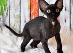 Otis - Devon Rex Cat For Sale - Brooklyn, NY, US