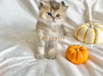 Golden British shorthaired kitten - British Shorthair Cat For Sale - Thornton, CO, US