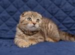 Scottish Fold female - Scottish Fold Cat For Sale - Orlando, FL, US