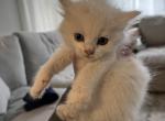 Snowflake - Domestic Cat For Sale - Westfield, MA, US