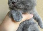 Scottish fold solid blue boy - Scottish Fold Cat For Sale - Houston, TX, US