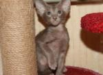 Slava - Oriental Cat For Sale - Norwalk, CT, US