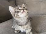 Pickles - Munchkin Cat For Sale - Salem, OR, US