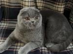 Viola - Scottish Fold Cat For Sale - Los Angeles, CA, US