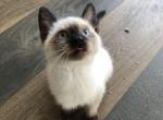 Siamese - Siamese Kitten For Sale - Columbus, OH, US