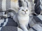 Coco - Scottish Fold Cat For Sale - Los Angeles, CA, US