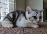 Maximus2 - Scottish Straight Cat For Sale - Philadelphia, PA, US