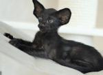 Anders - Oriental Cat For Sale - Brooklyn, NY, US