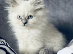 suzzy - Himalayan Cat For Sale - Mount Prospect, IL, US