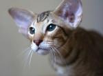 Ivan - Oriental Cat For Sale - Brooklyn, NY, US