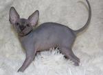 Igor - Sphynx Cat For Sale - Brooklyn, NY, US