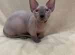 Camille - Sphynx Cat For Sale - Brooklyn, NY, US