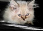 Dianas litter - Himalayan Cat For Sale - Vestal, NY, US