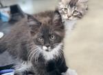 Stash - Maine Coon Cat For Sale - Boerne, TX, US