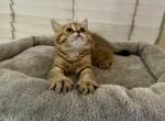 British shorthair112 - British Shorthair Cat For Sale - Rancho Cucamonga, CA, US