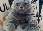 Dutchess - Scottish Fold Cat For Sale - Huntington, NY, US