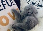 Abby - Scottish Fold Cat For Sale - Huntington, NY, US