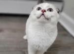 Freddie - Scottish Fold Cat For Sale - Levittown, PA, US