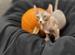 Boo - Sphynx Cat For Sale - Vernon Hills, IL, US