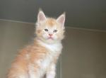 Ean - Maine Coon Cat For Sale - Norwalk, CT, US