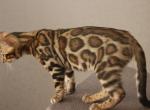 Maximus - Bengal Cat For Sale - Miami, FL, US