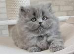 Marvel Scottish straight - Scottish Fold Cat For Sale - Hollywood, FL, US