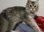 Ragamuffin       silver boy - Ragamuffin Cat For Sale - Salem, OR, US