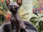 Sold - Sphynx Cat For Sale - Boston, MA, US