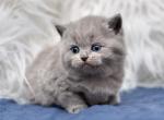 British shorthair female - British Shorthair Cat For Sale - Orlando, FL, US