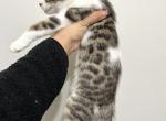 Bengal Mix Male - Bengal Cat For Sale - Beach Park, IL, US