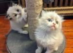 Seal Bicolor Ragdoll kittens TICA - Ragdoll Cat For Sale - Houston, TX, US