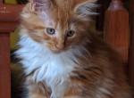 Cannoli - Maine Coon Cat For Sale - Fredericksburg, PA, US