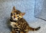 Eddie - Bengal Cat For Sale - Everett, WA, US