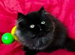 Zuma rare black solid Halloween baby girl - Persian Cat For Sale - CA, US