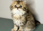 CFA Francis - Persian Cat For Sale - Pensacola, FL, US