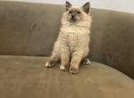 Mr Tom - Ragdoll Cat For Sale - Mount Vernon, WA, US