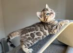 Manfred aka Manny - Bengal Cat For Sale - Everett, WA, US