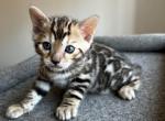 Peach - Bengal Cat For Sale - Everett, WA, US