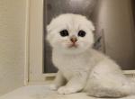 Gravy - Scottish Fold Cat For Sale - Houston, TX, US