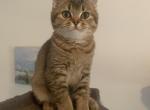 Mila - Scottish Fold Cat For Sale - Philadelphia, PA, US