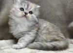 Polly - Persian Cat For Sale - Callahan, FL, US