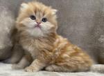 Seymour - Persian Cat For Sale - Callahan, FL, US