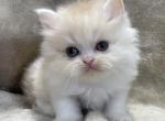 Cooper - Persian Cat For Sale - Callahan, FL, US